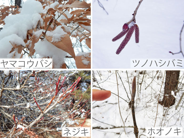 photo：春を待つ木の芽・ヤマコウバシ,ツノハシバミ,ネジキ,ホウノキ・地附山