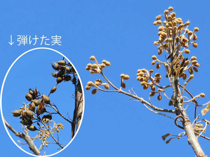 photo：キリの花芽・有明山