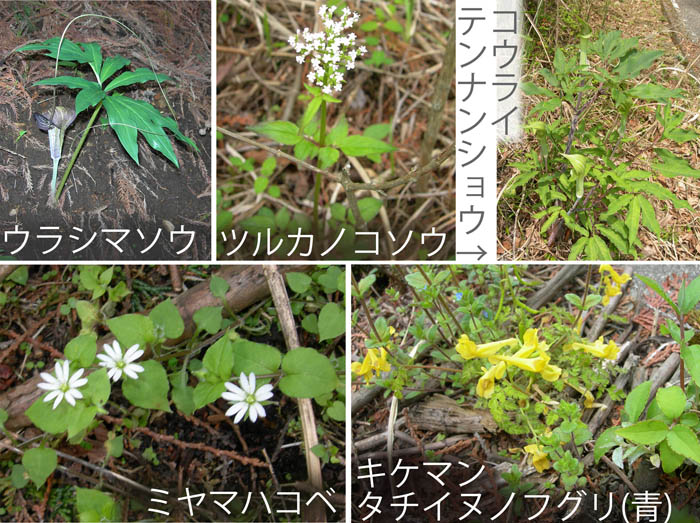photo 森を彩る花・シダンゴ山