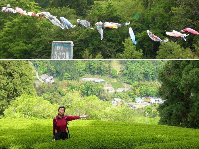 photo 茶畑と鯉のぼり・シダンゴ山から中津川