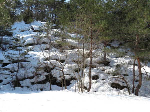photo：まだ雪の多い北側斜面・地附山