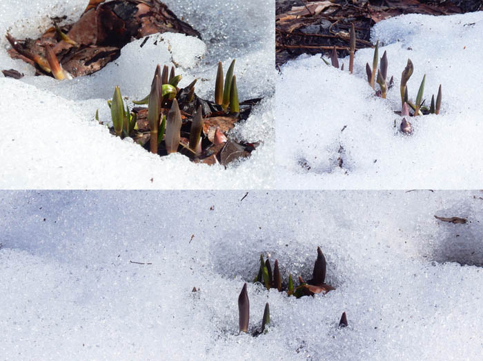 photo：雪を割って芽を出したバイモ・陣場平