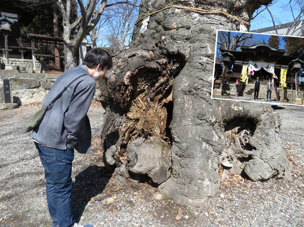 photo：大きな穴が空いている大木（妻科神社）・長野市内