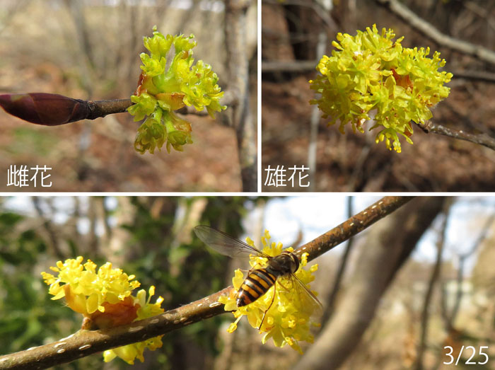 photo：ダンコウバイの雄花と雌花・大峰山