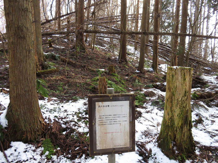 写真：倒木に覆われた泥の木古墳・髻山