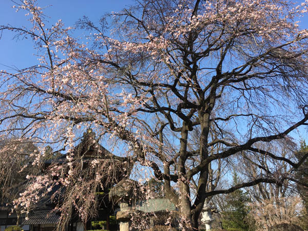 photo：咲き出したシダレザクラ・長谷寺