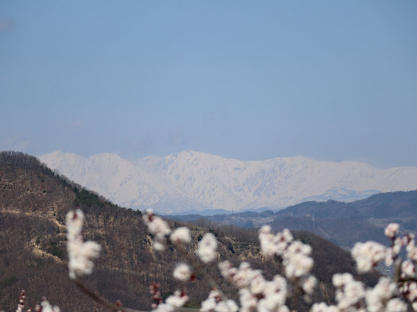 photo：白馬連峰・千曲市森から