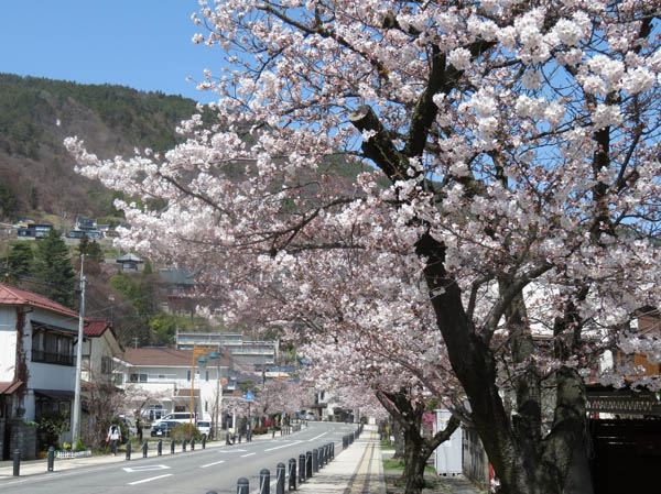 photo：善光寺北参道の桜