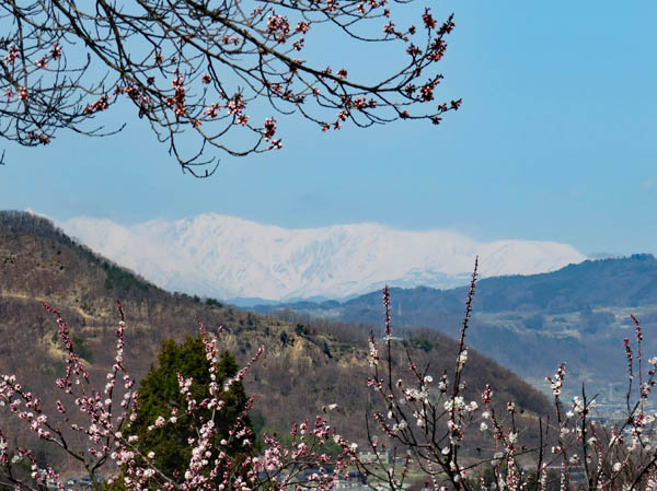 photo：花の向こうに白馬岳・千曲市森