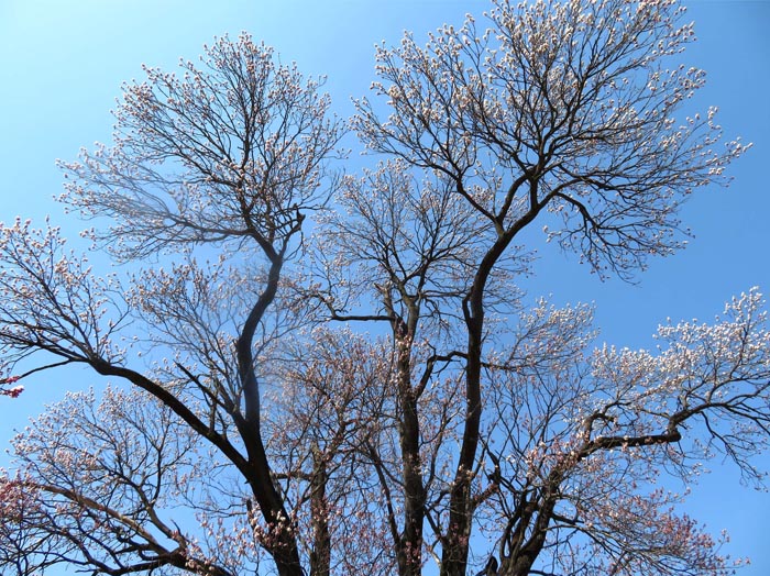 photo：大きく枝を広げた在来種・千曲市森