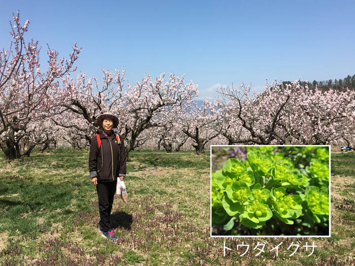 photo：杏畑にトウダイグサ・千曲市森