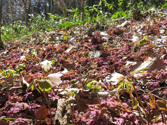 photo：アズマイチゲ群落と赤い葉・髻山