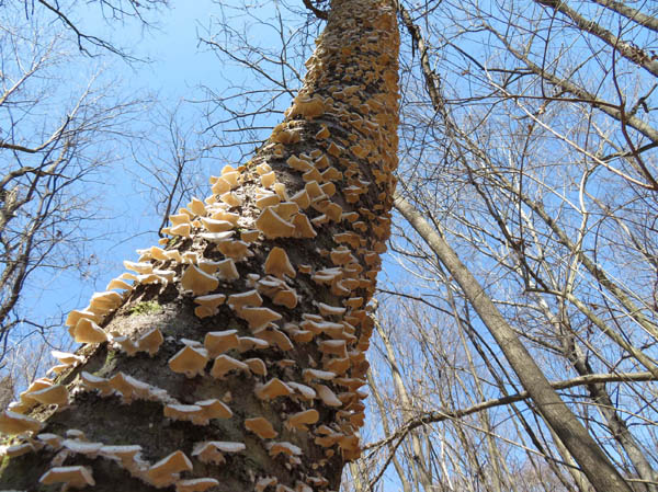 photo：キノコを一面につけた枯れた樹・髻山