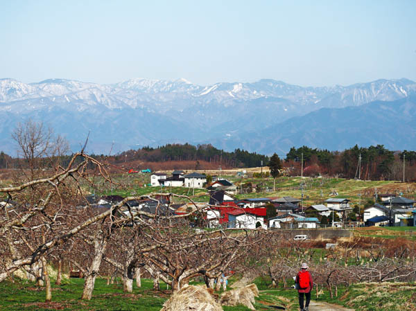 photo：リンゴ畑の中を下山・髻山