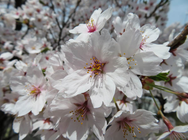 photo：桜の花・城山公園