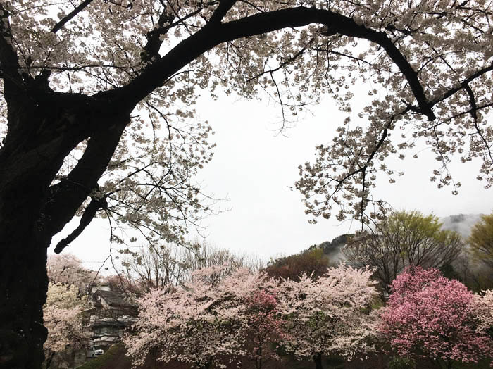 photo：散り始めた桜・往生寺公園