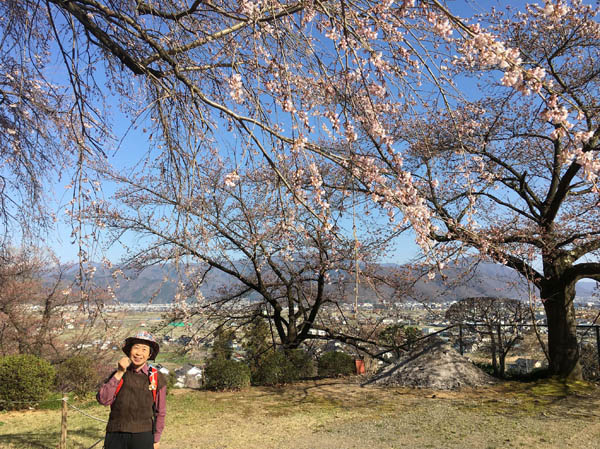 photo：長谷寺の枝垂れ桜