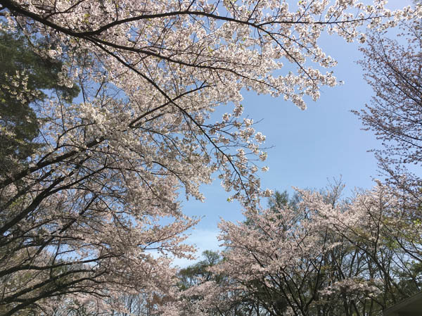 photo：満開の桜・大峰山