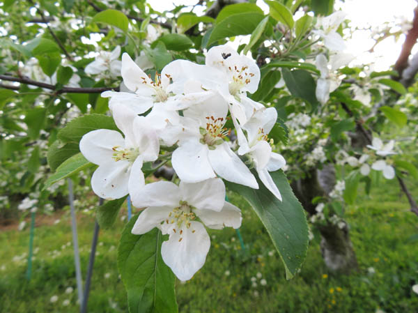 photo：白いリンゴの花。地附山山麓