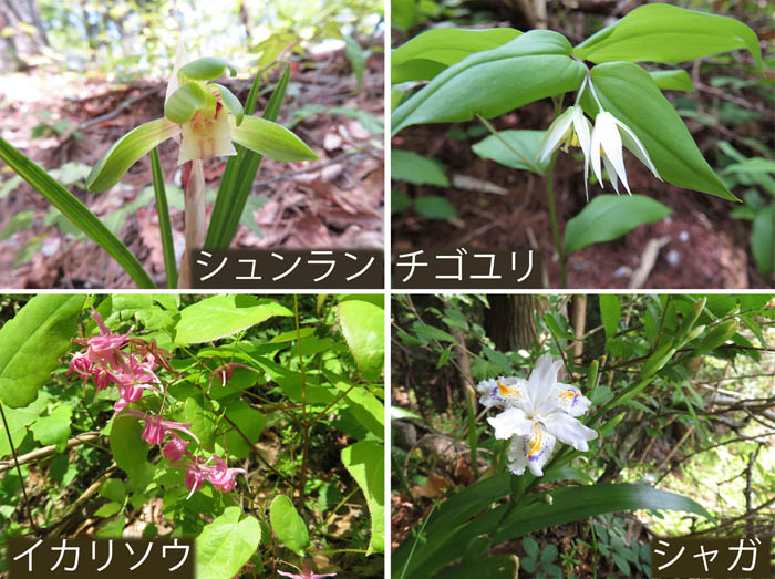 photo：可憐な花々,シュンラン,チゴユリ,イカリソウ,シャガ・頼朝山