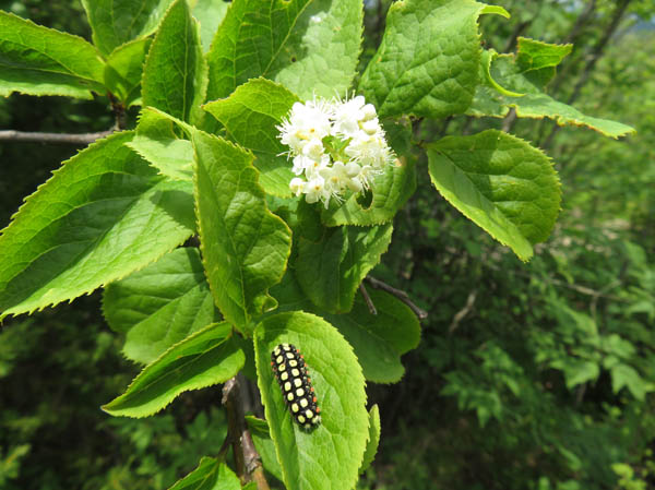 photo：サワフタギの花とシロシタホタルガの幼虫：地附山