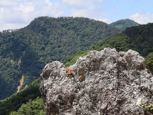 photo：ヤマツツジが硬い岩に咲いている：地附山