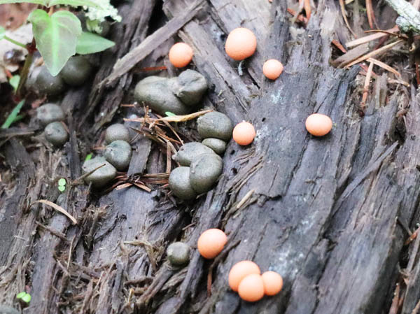 photo：粘菌：戸隠森林植物園