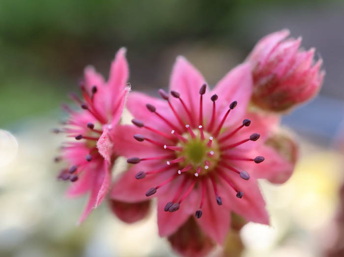 photo：サボテンの花