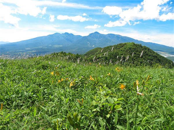 photo：トラノオとニッコウキスゲ咲く大盛山から八ヶ岳と平沢山