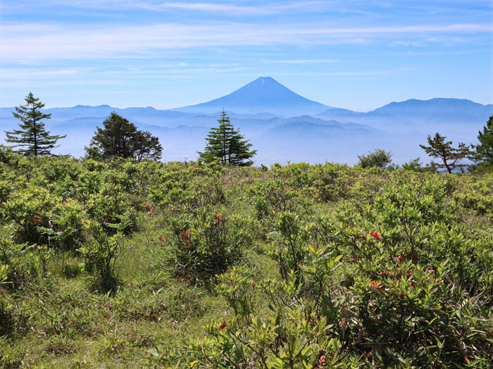 photo：富士山。甘利山から