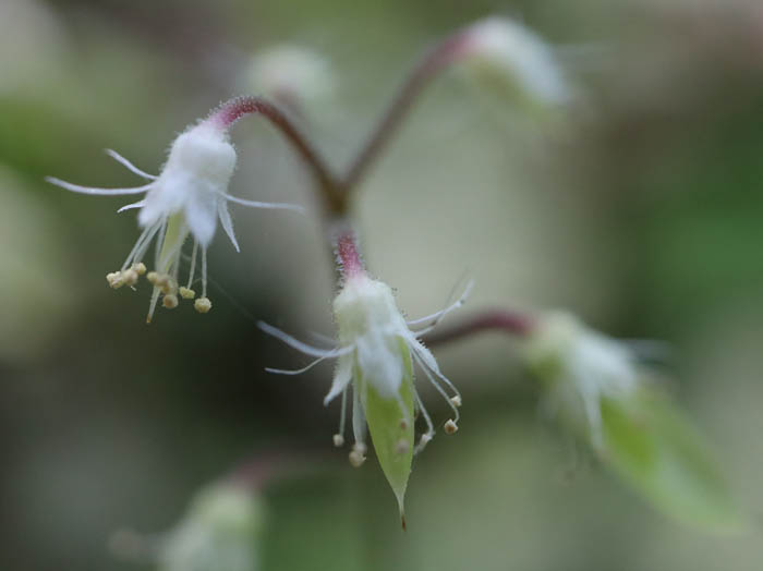 photo：ズダヤクシュの花：戸隠森林植物園