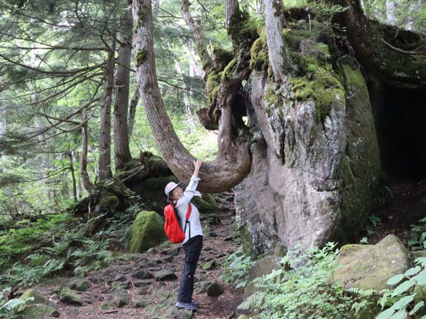 photo：ゾウの鼻の様に曲がった木：志賀高原自然探勝コース