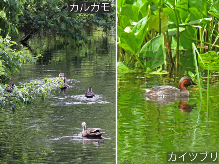photo： カルガモ,カイツブリ：戸隠みどりが池