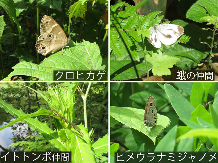 photo：クロヒカゲ,蛾の仲間,イトトンボ,ヒメウラナミジャノメ：戸隠森林植物園