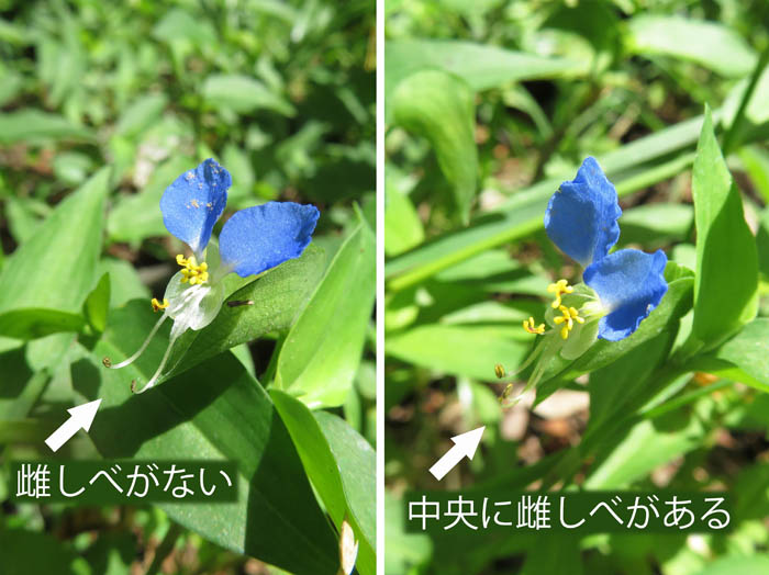 photo：ツユクサの花２種類：地附山