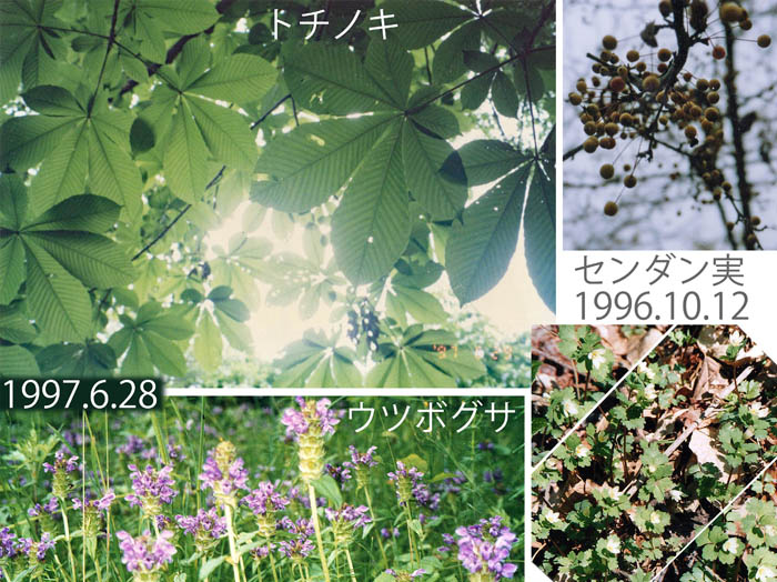 photo：トウゴクサバノオ右下19960525：北軽井沢