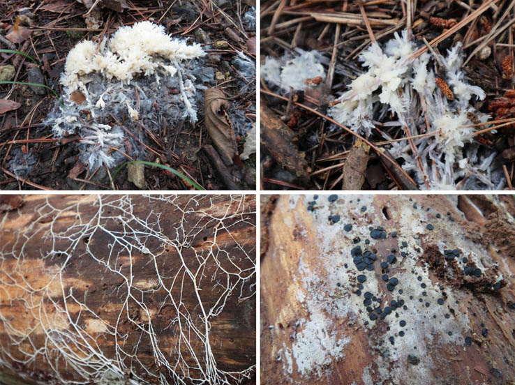 photo：菌根らしい糸状のもの：地附山