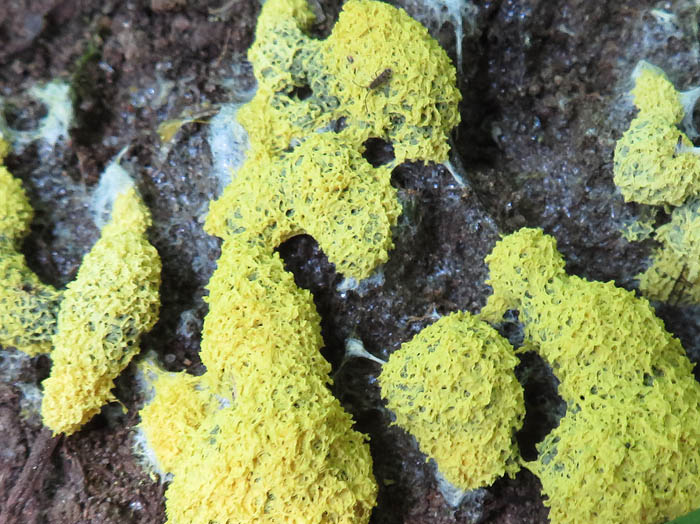 黄色い粘菌：地附山