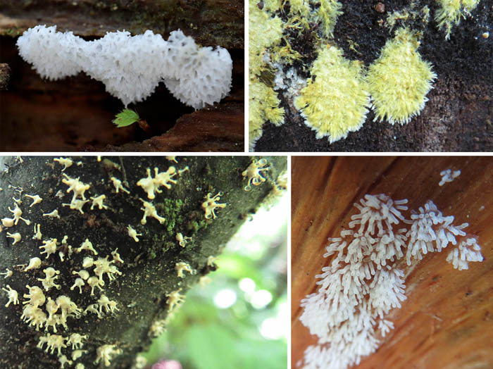 photo：さまざまな粘菌：大峰山