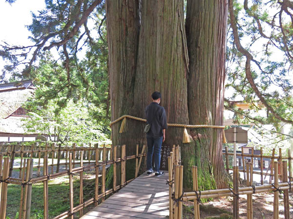 photo：ご神木「三本杉」：戸隠中社