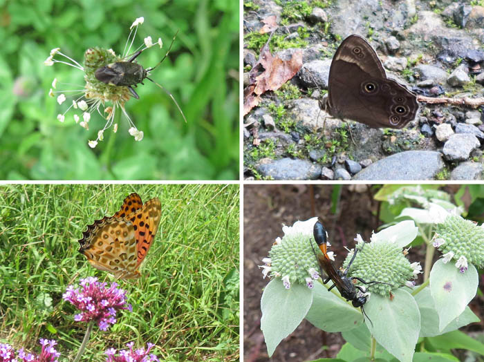 photo：ジガバチ,ヒョウモンチョウなど：茶臼山植物園