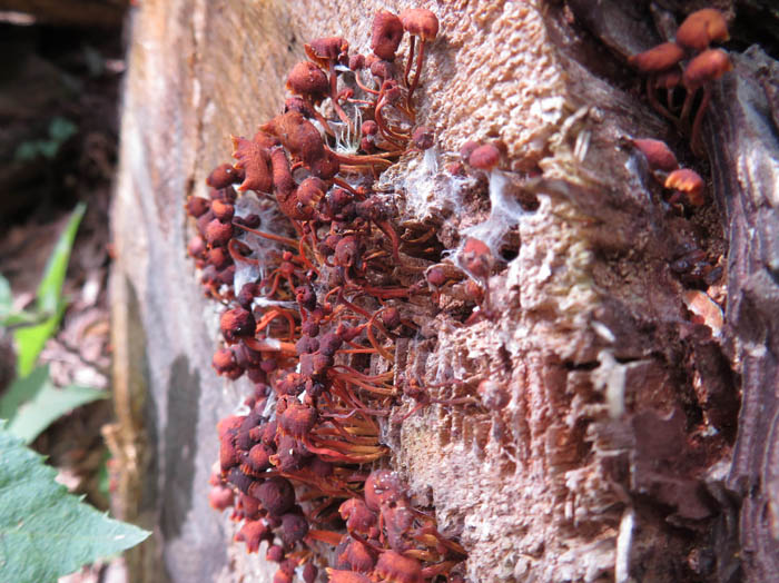 photo：キノコか粘菌か：地附山