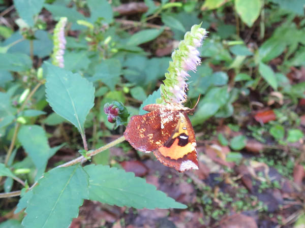ナギナタコウジュの花にイカリモンガ：地附山