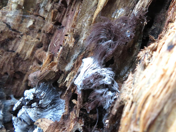 photo：粘菌：戸隠の森で