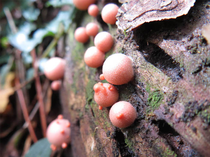photo：粘菌マメホコリ：地附山