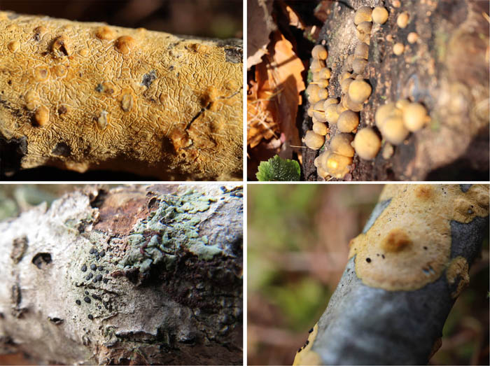photo：粘菌、キノコかなぁ：戸隠高原