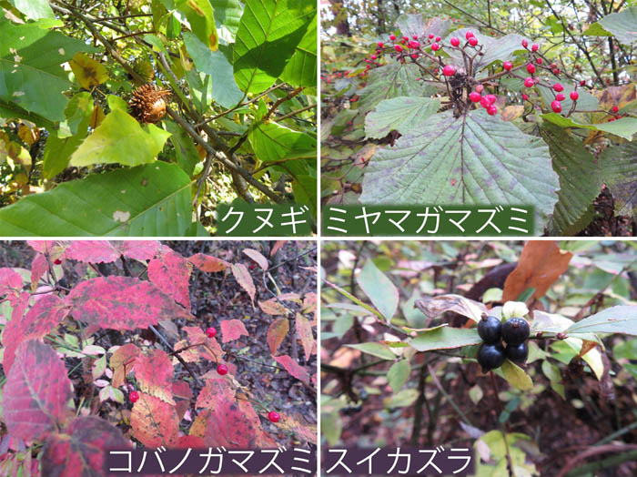 photo：木の実・クヌギ,ミヤマガマズミ,コバノガマズミ,スイカズラ：斎場山