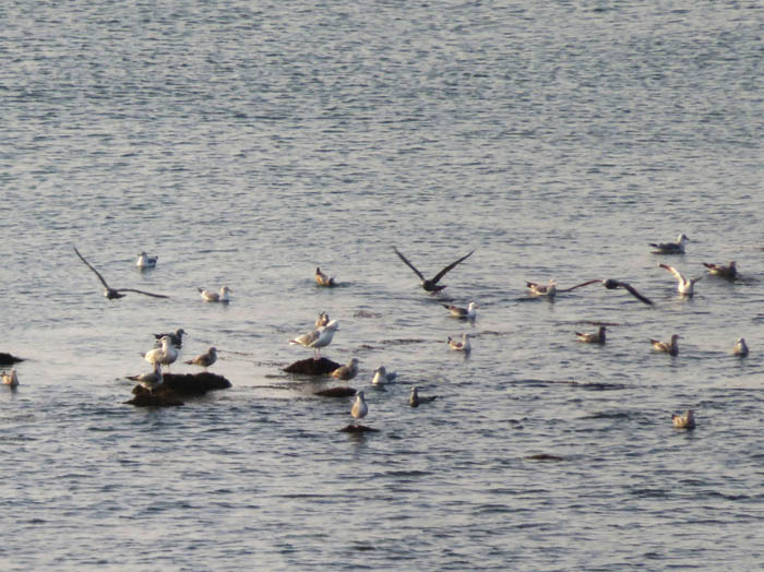 photo：朝日を浴びる海鳥たち：氷見温泉