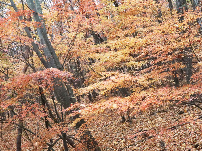 画像：最後の紅葉だろう：地附山