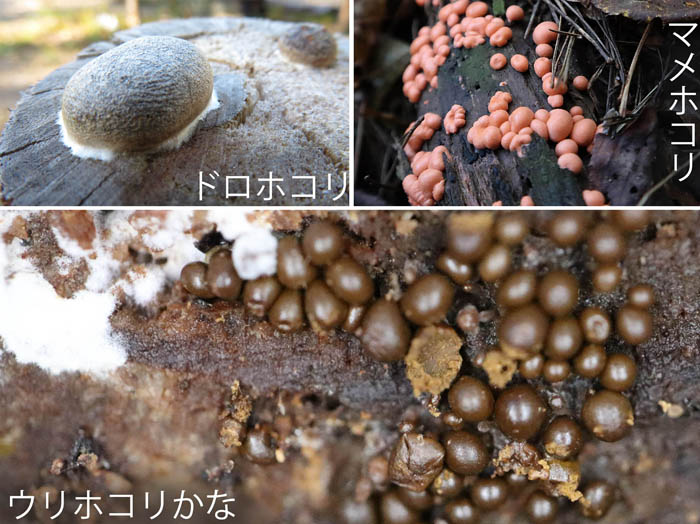 photo：粘菌：ドロホコリ,マメホコリ,ウリホコリ？：地附山